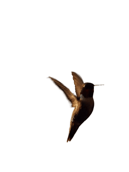 Feather
